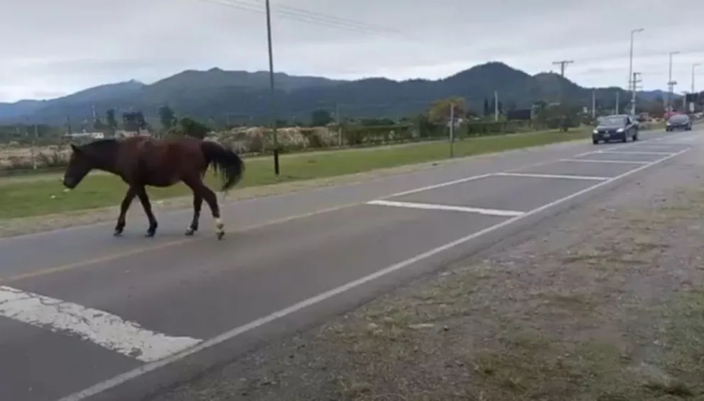Un caballo se metió en la carretera y ocasionó un accidente en el Ruta 34